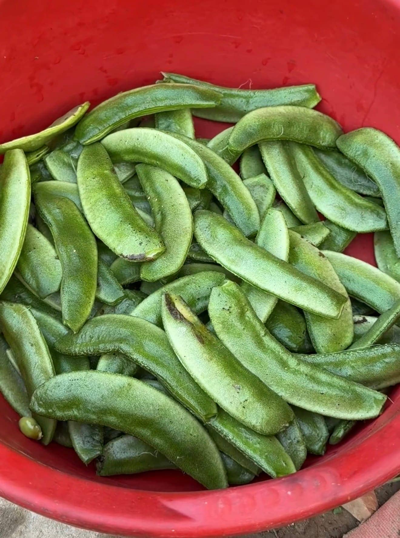Vegetables