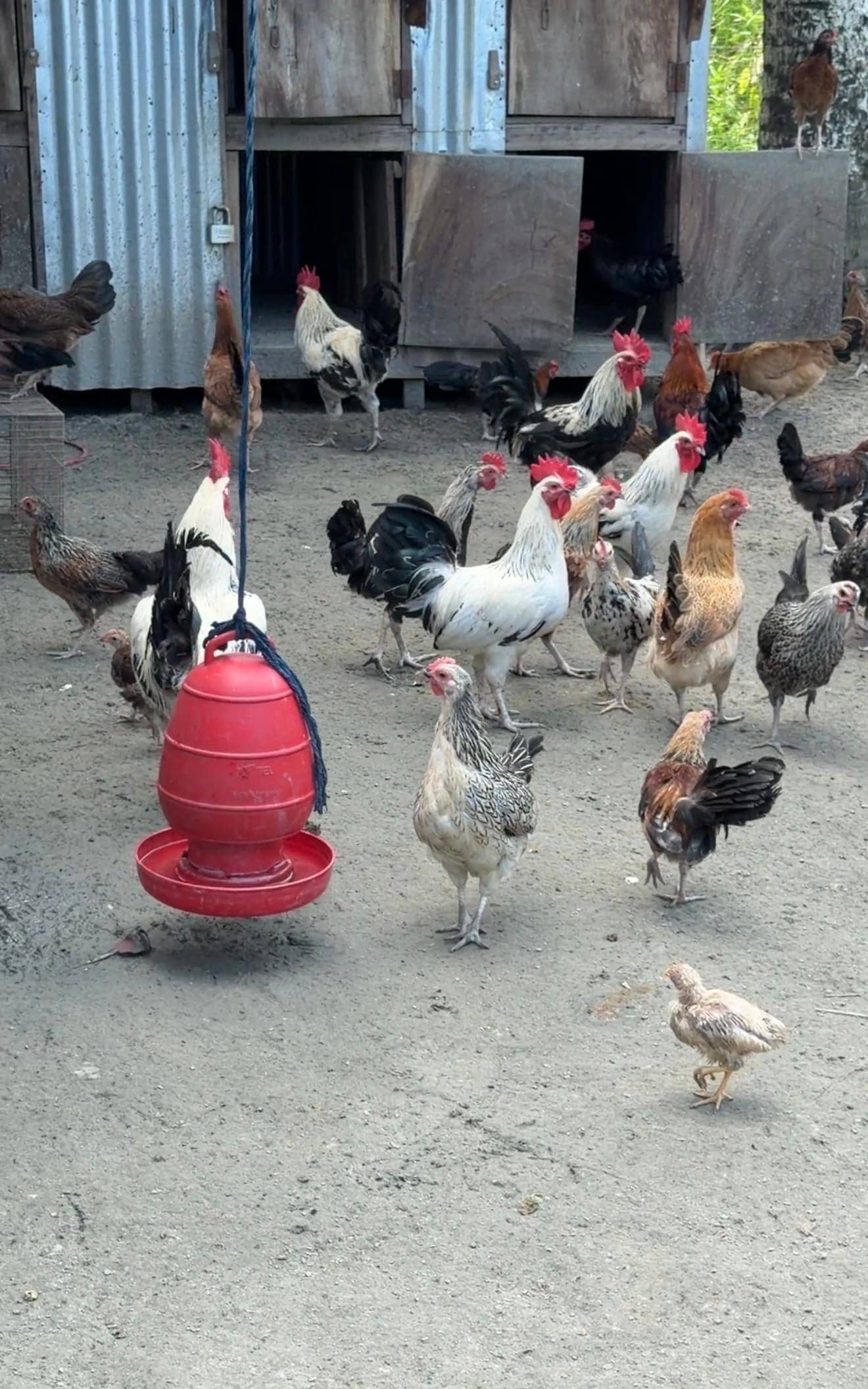 Deshi chicken