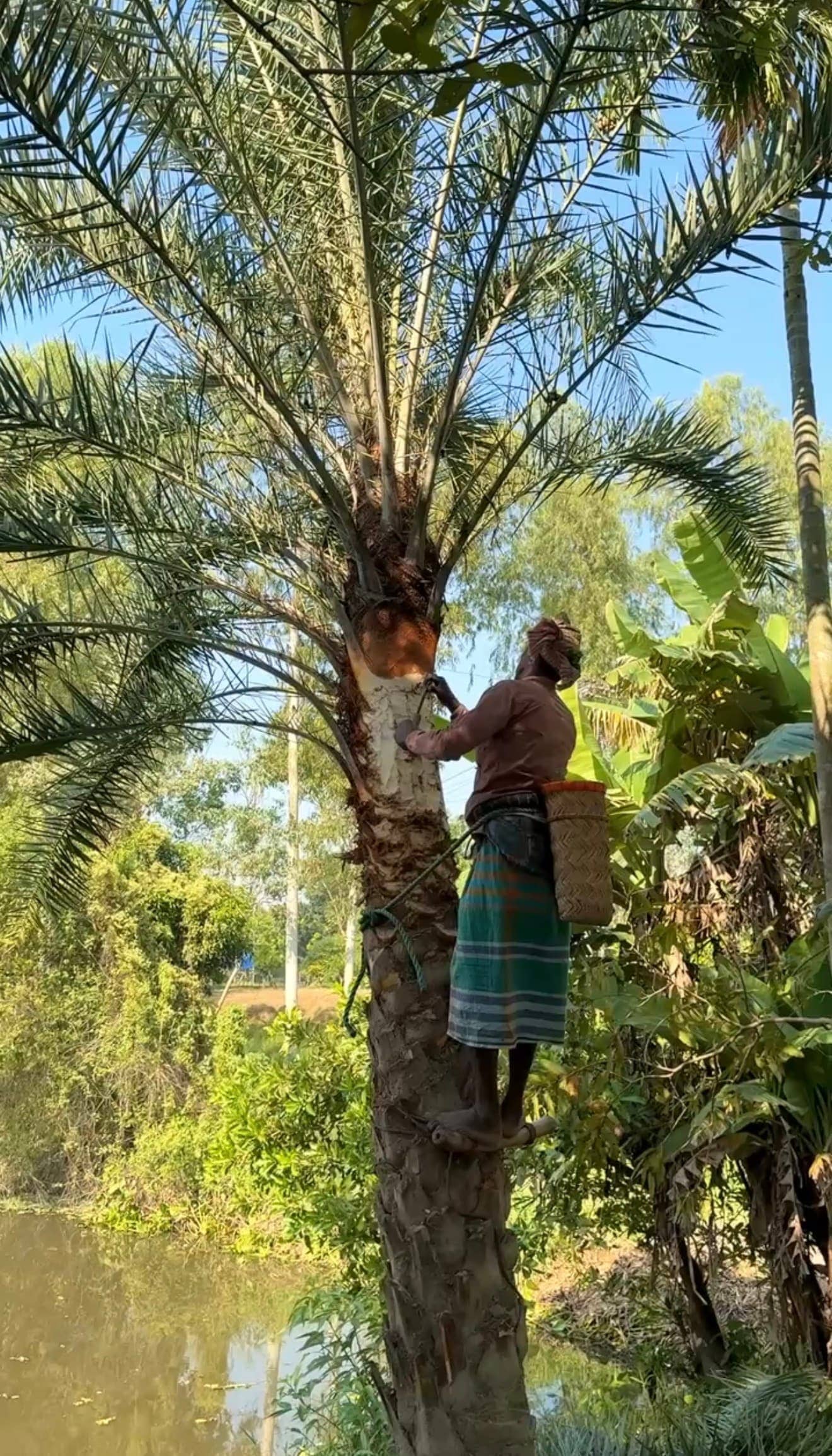 Harvesting date sap