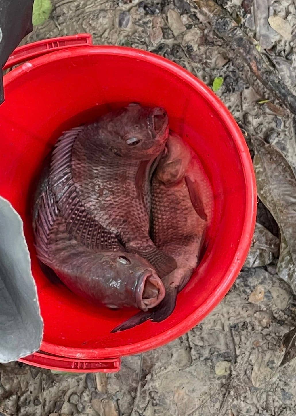 Pond fish