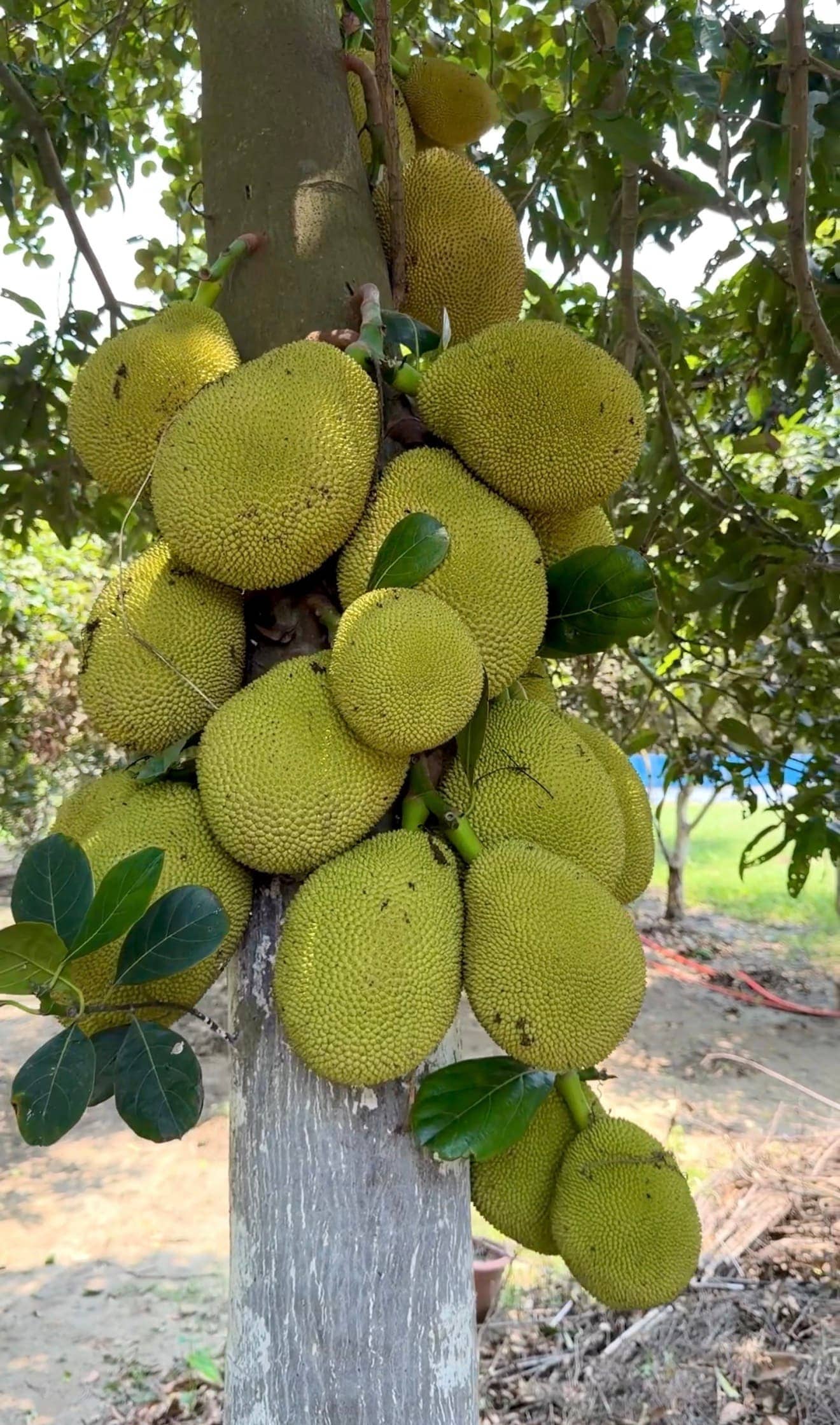 Fruits