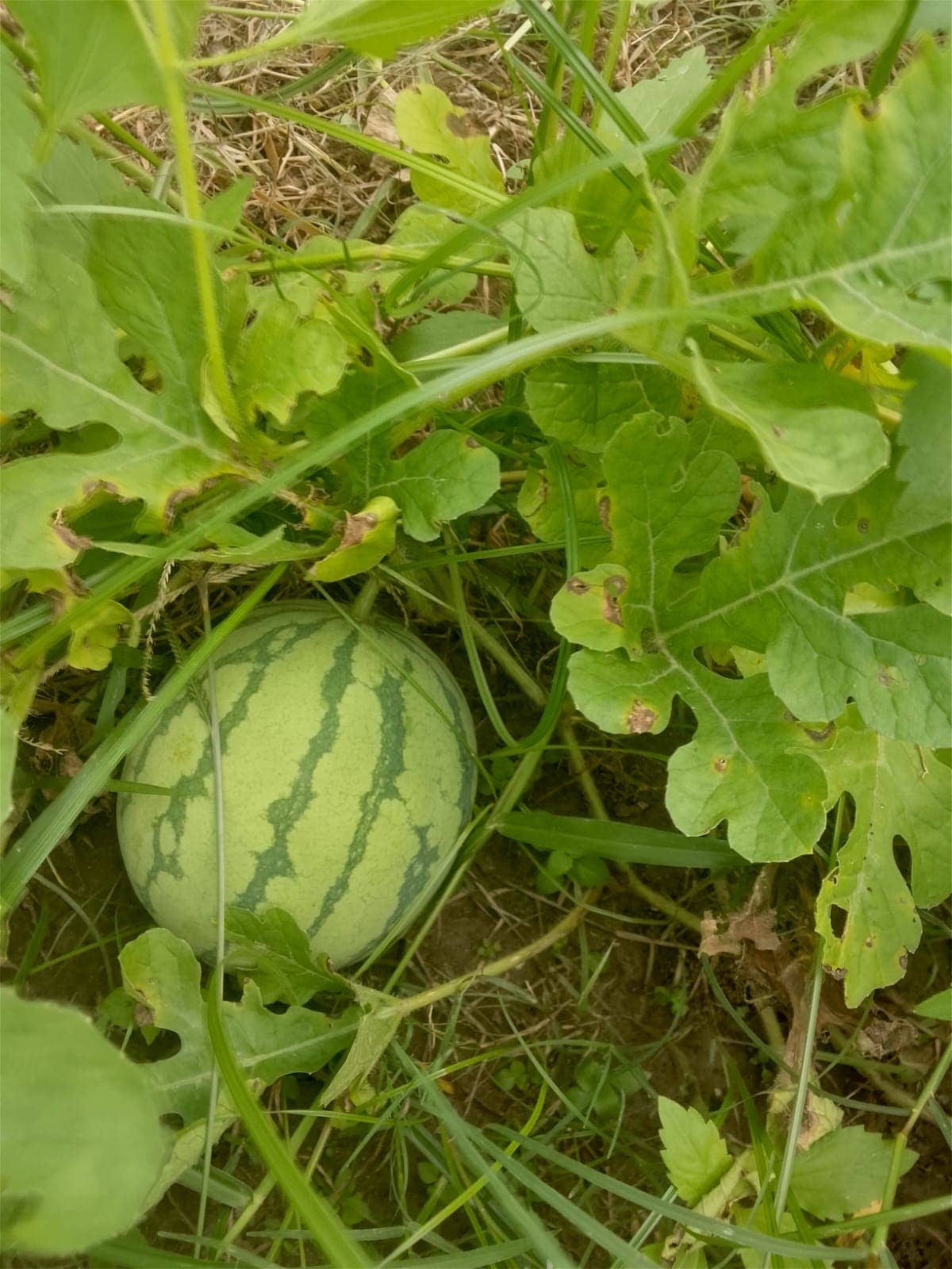 Watermelon in the grass