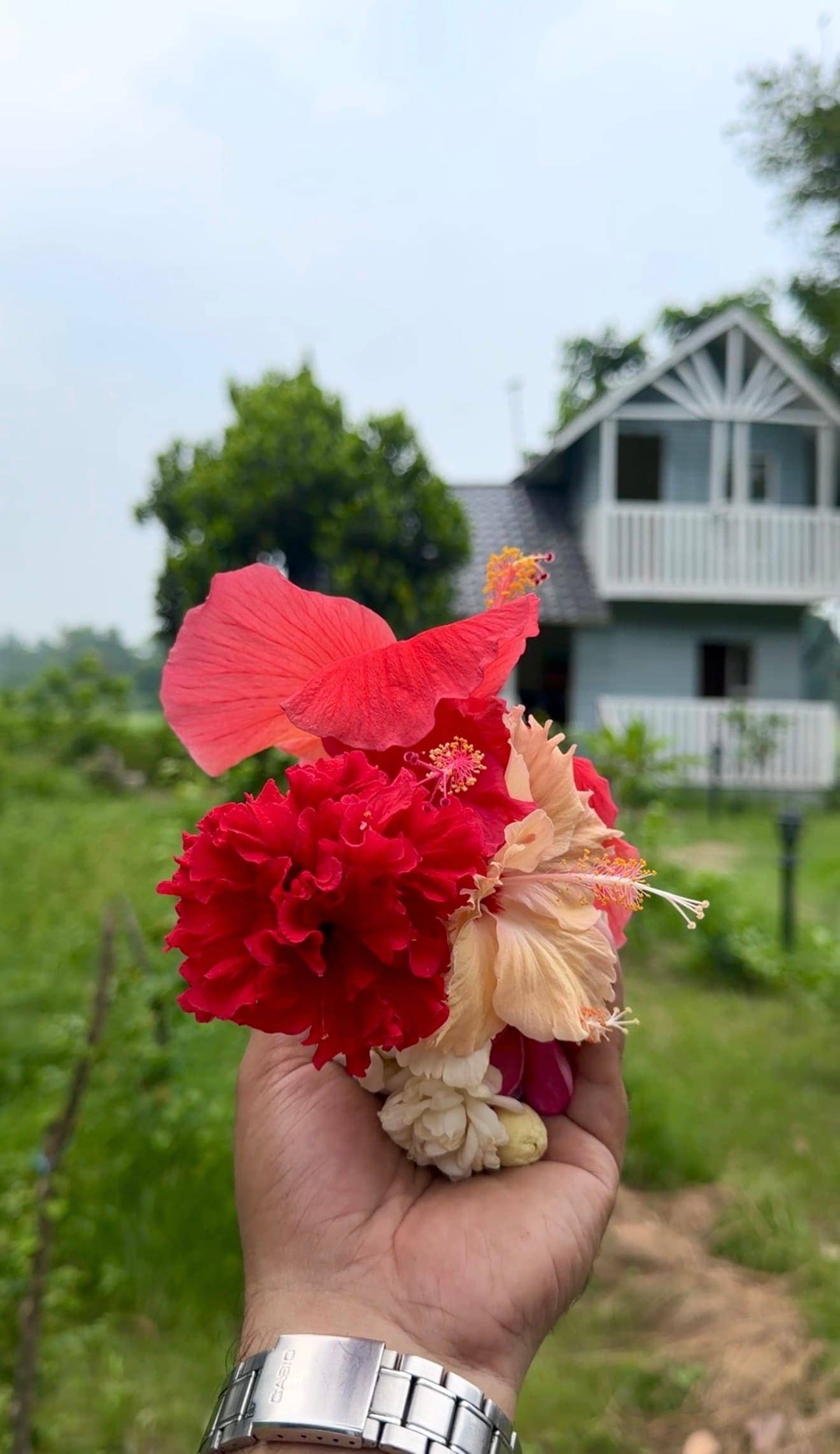 Hibiscus by the cottage
