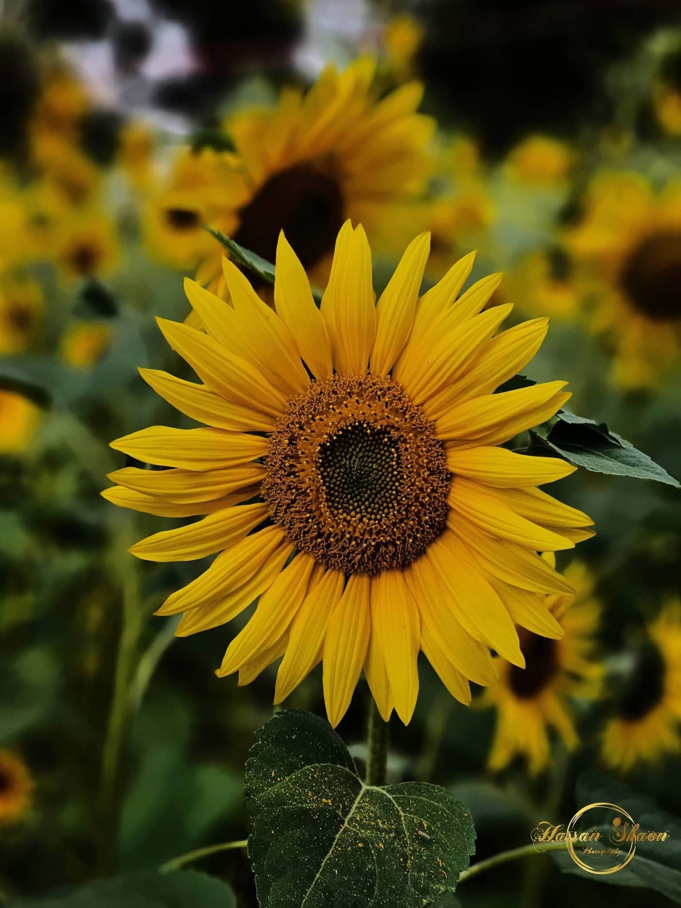 Sunflower