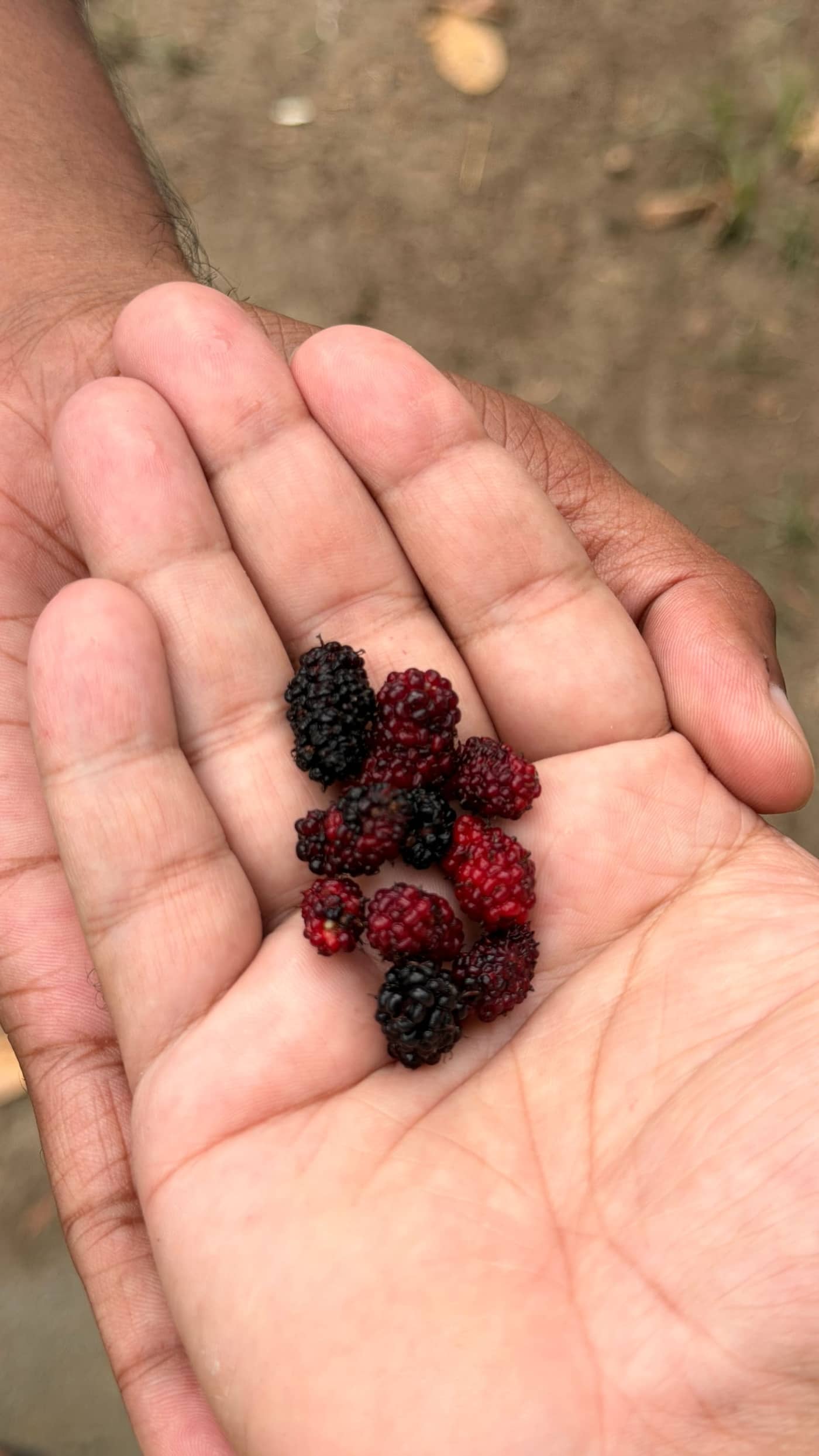 Wild berries, picked fresh